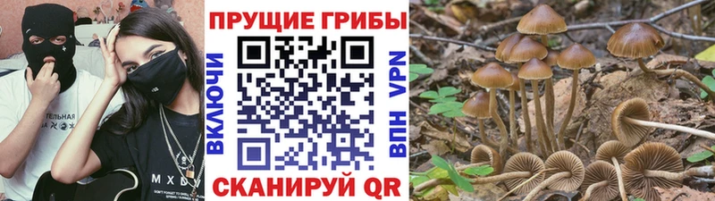 Галлюциногенные грибы Psilocybine cubensis  наркотики  Магас 